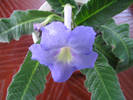 Streptocarpus lila 3