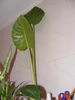COLOCASIA