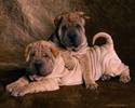 shar-pei-puppies_ 14