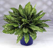 Aglaonema_Gold_Dust