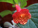 Kohleria Carl 2