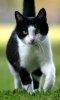 t_cat_4