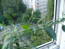 boboci de Jasmin