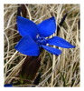 Gentiana