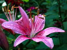 pretty_flower,_pink_lily