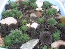 Sempervivum calcareum mixt