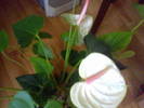 Anthurium alb