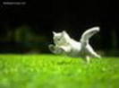 avatar pisicute 28973