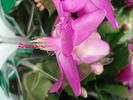 DSC00990