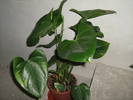 anthurium