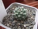 Turbinicarpus alonsoi
