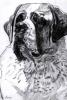 Saint Bernard2