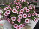 Calibrachoa bicolor 21 iun 2009