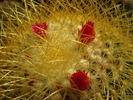DSC00913
