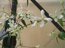 Clematita Armandii 10