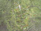 cotoneaster primavara, detaliu