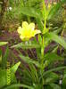 Hemerocallis galben (Bakker) 31 mai 2009 (1)