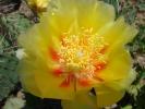 Opuntia humifusa, floare, detaliu.