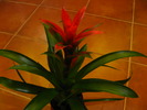 guzmania