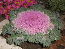 varza decorativa