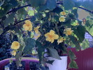 BEGONIA