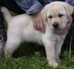 labrador-puppy-picture-060802blboy1