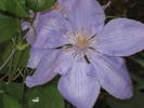 clematis Blue Angel