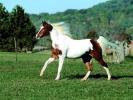 normal_horses_12