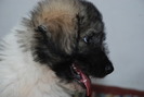 Gerula