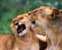 African Lions Wallpaper