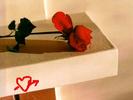 ROSE_3