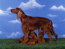 PUP20RK000203