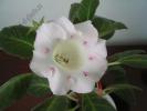 Gloxinia alba cu margine roz 3