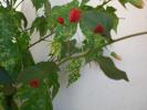 aug 2008 016