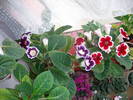 Flori 2009
