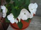 impatiens