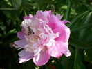 DSCI0389