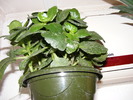 KALANCHOE