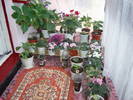 Flori 2009