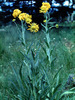 Flowers 006