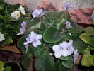 Flori 2009 008