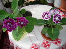 Gloxinia mov dublu