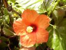 Hibiscus rosa sinensis