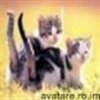 animale__avatare-cu-pisicute-37_jpg_85_cw85_ch85