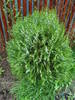 Thuja_Arborvitae (2009, May 13)