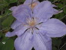 clematis Blue Angel