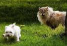 poze-caini-bichon-pisici