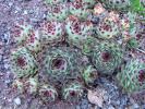 sempervivum_calcareum_22