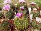 echinofossulocactus_grup