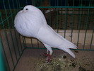 8992 norwich kropfer 0